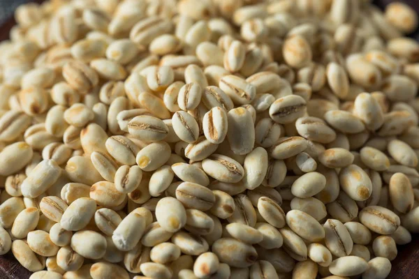 Raw Organic Italian Pearl Barley — стокове фото