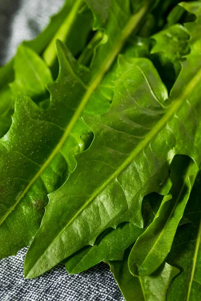 Verde Crudo Verde Diente León Orgánico Verdes Racimo — Foto de Stock