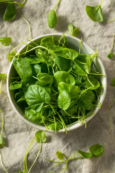 Berro Orgánico Verde Crudo Tazón —  Fotos de Stock