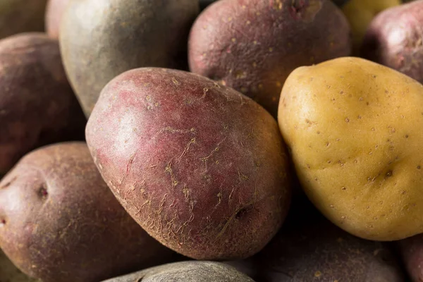 Raw Organic Rainbow Baby Potatoes Einer Schüssel — Stockfoto