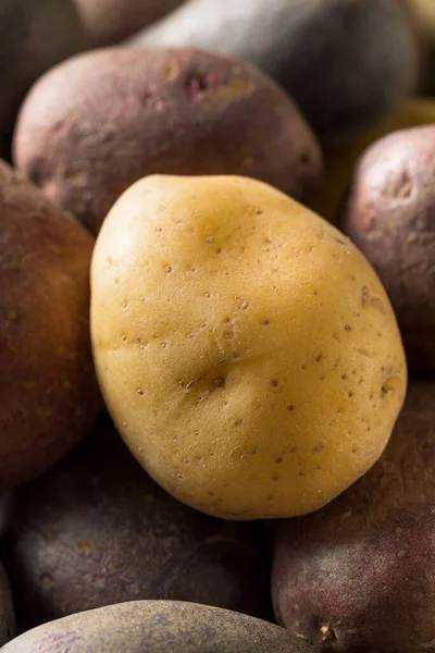 Patatas Bebé Arco Iris Orgánicas Crudas Tazón —  Fotos de Stock