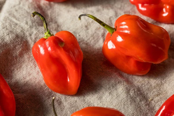 Pimientos Habaneros Ecológicos Rojo Crudo Listo Para Cocinar — Foto de Stock