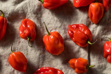 Çiğ Kırmızı Organik Habanero Biberleri Pişirmeye Hazır
