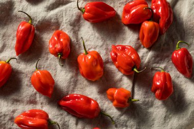 Çiğ Kırmızı Organik Habanero Biberleri Pişirmeye Hazır