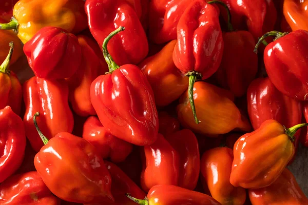 Raw Red Organic Habanero Peppers Siap Memasak — Stok Foto