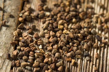 Çiğ organik kahverengi kakule Bir kâsede tohumlar