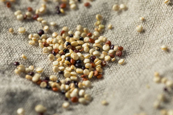 Quinoa Orgânica Tricolor Crua Kernals Uma Tigela — Fotografia de Stock