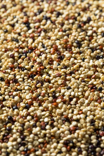 Raw Tricolor Biologische Quinoa Kernalen Een Schaal — Stockfoto