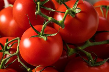 Çiğ Organik Vine Olgun Kırmızı Domatesler Bir demet