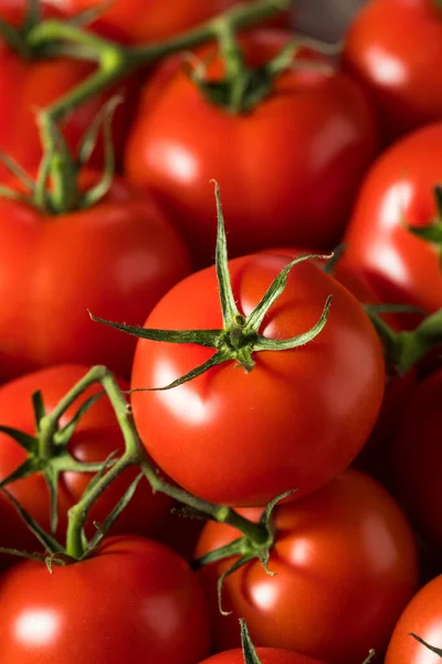 Raw Organic Vine Ripe Red Tomatos Bunch — Stock fotografie