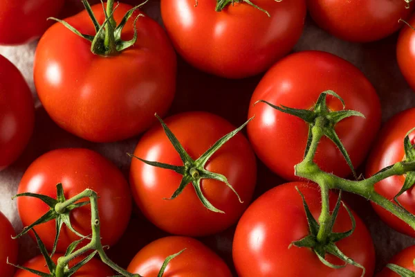 Raw Organic Vine Ripe Red Tomatos Bunch — Stock fotografie