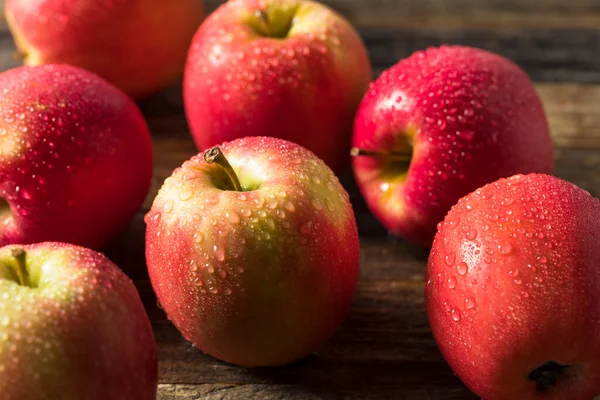生有机红富士苹果在一丛丛中 — 图库照片