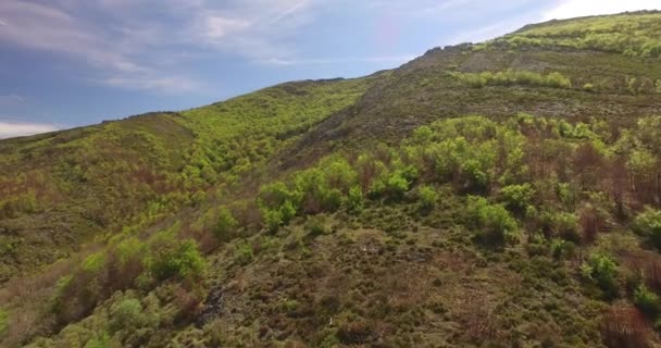 Вид Буковый Лес Испании Один Сухобуковых Лесов Европы — стоковое видео