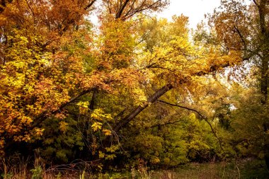 Kazakistan Uralsk sonbaharda Kirov park 3