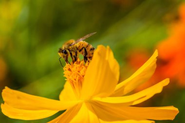 Kore Indinan yaz aylarında çiçek sarı arı