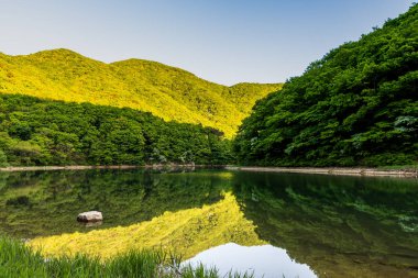 ormandaki göl güneşli bir günde sakin