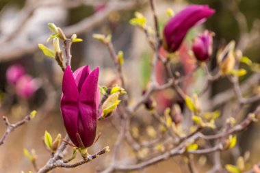 güzel kırmızı çiçek çiçek ağaç üzerinde