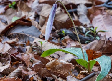 Ormandaki tek mavi çiçek