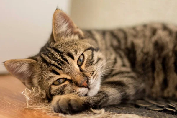 眠っている美しい子猫 — ストック写真