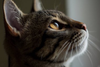 Küçük kedi yavrusu pencereden dışarı bakarak