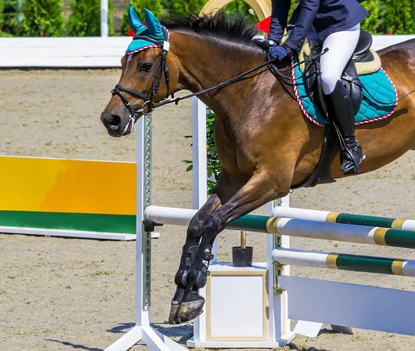 Bay dressage horse and girl performing jump at show jumping competition. Equestrian sport background.