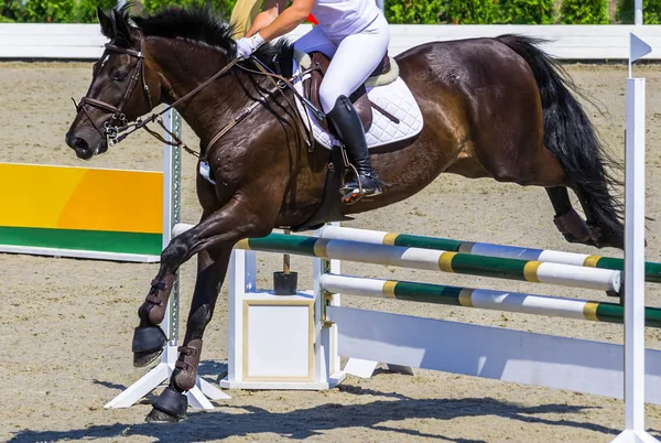 Bay dressage horse and woman in white uniform performing jump at show jumping competition.