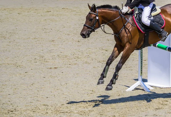 Bay dressage horse and rider in uniform performing jump at show jumping competition.