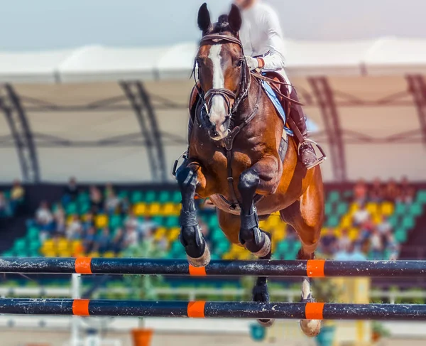 Bay dressage horse and rider in white uniform performing jump at show jumping competition. Equestrian sport background.