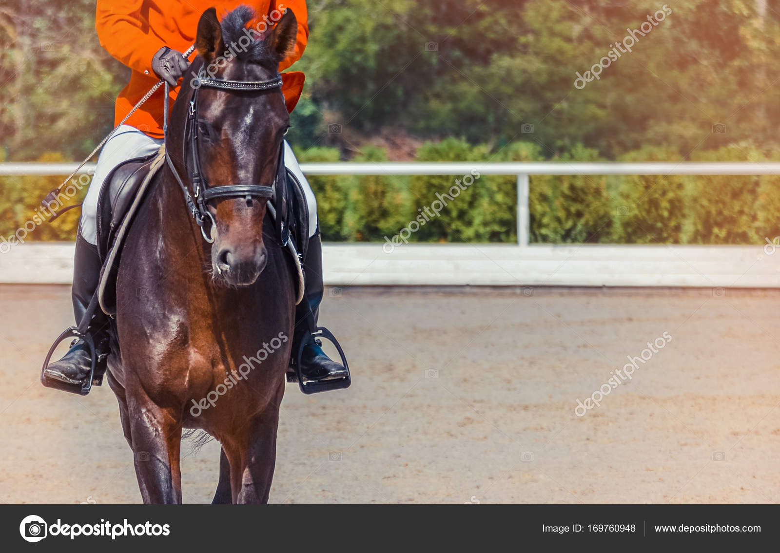 red showjumping jacket