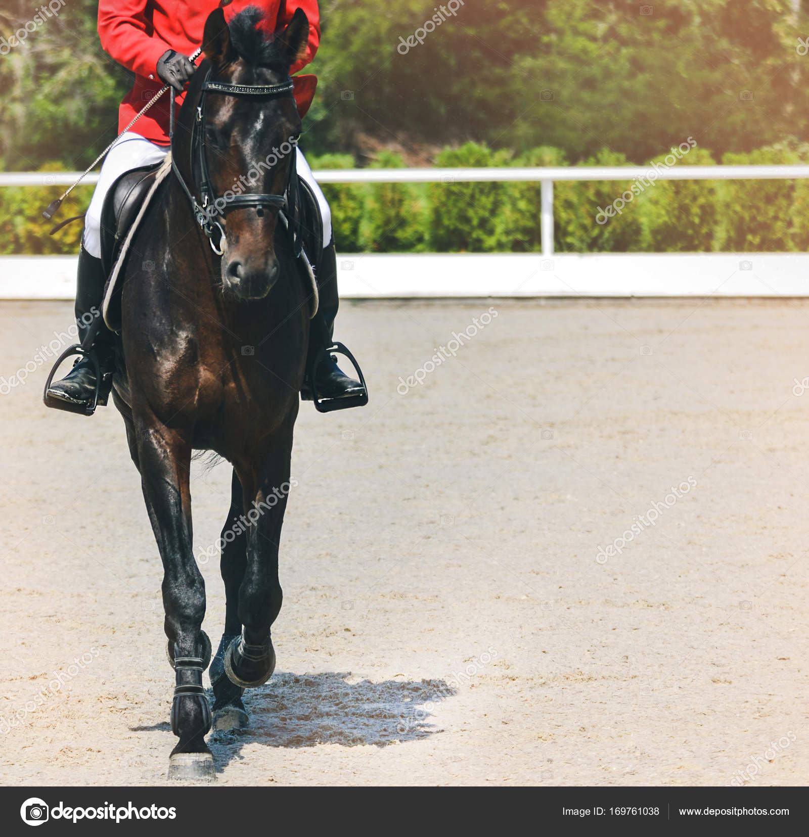 red showjumping jacket