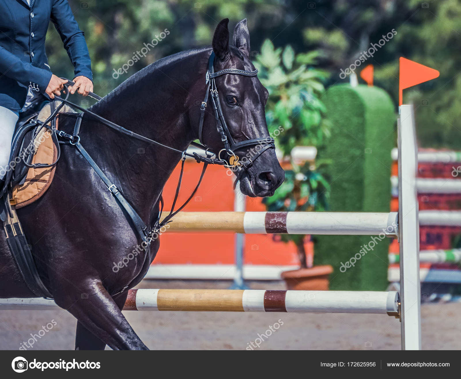 Черный выездной конь и всадник в синей форме на