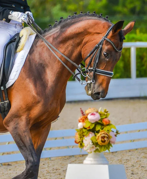 Dressage horse and rider. Bay horse portrait during dressage competition. Advanced dressage test.