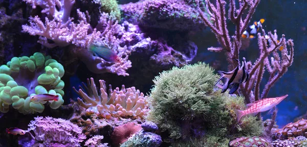 Reef tank, marine aquarium. Blue aquarium full of plants. Tank filled with water for keeping live underwater animals. Gorgonaria, Sea Fan. Clavularia. Zoanthus. Zebra apogon. Zebrasoma. Percula. Hawkfish, Clownfish, Nemateleotris decora.
