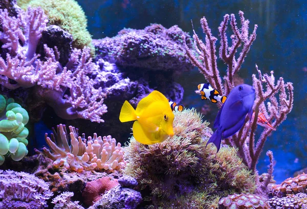 Reef tank, marine aquarium. Blue aquarium full of plants. Tank filled with water for keeping live underwater animals. Gorgonaria, Sea Fan. Clavularia. Zoanthus. Zebra apogon. Zebrasoma. Percula. Hawkfish, Clownfish, Nemateleotris decora.