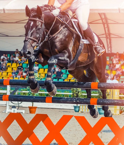 Horse and rider in uniform performing jump at show jumping competition. Equestrian sport background.