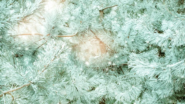 Winter natural background with pine branches in the frost. Layer of snow on branches of pine with hoar-frost. Christmas evergreen spruce tree with fresh snow. Fir-tree branches in snow for new year.