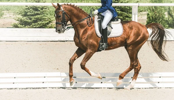 Dressage horse and rider in blue uniform. Sorrel horse portrait during dressage competition. Advanced dressage test. Copy space for your text.