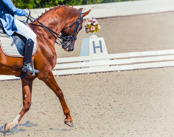 Dressage horse and rider in blue uniform. Sorrel horse portrait during dressage competition. Advanced dressage test. Copy space for your text.