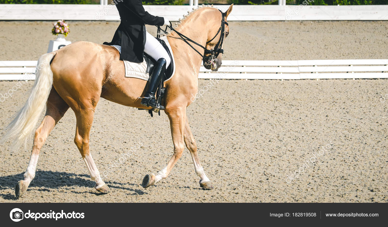 Elegante Reiter Frau Und Cremello Oder Perle Pferd Schönes Elegante Reiter Frau Und Cremello Oder Perle Pferd Schönes