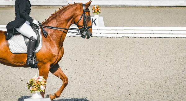 Elegant rider woman and sorrel horse. Beautiful girl at advanced dressage test on equestrian competition. Professional female horse rider, equine theme. Saddle, bridle, boots and other details.