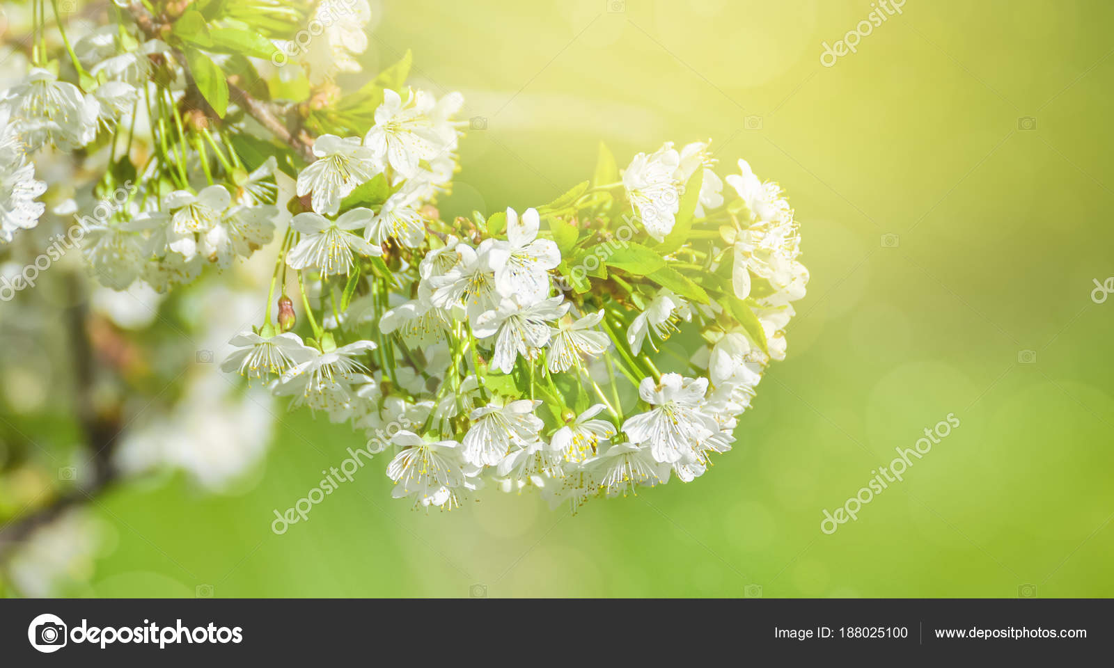 Fleurs Cerisier Blanc Belles Fleurs Cerisier Fond Avec Des Fleurs Fleurs Cerisier Blanc Belles Fleurs Cerisier Fond Avec Des Fleurs