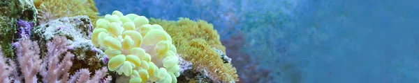 Reef tank, marine aquarium full of fishes and plants. Horizontal photo banner for website header. Tank filled with water for keeping live underwater animals.