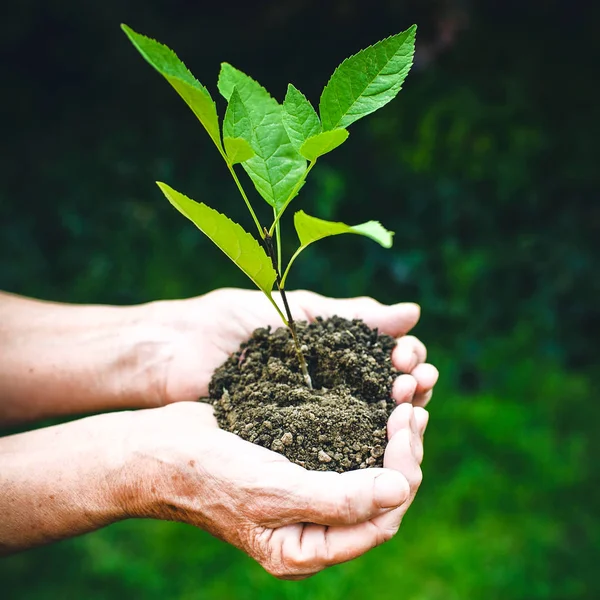Old wrinkled hands holding a green young plant and earthy handful in sunlight, blurred green background. Elderly woman hands are planting the seedlings into the soil. World Environment Day, Ecology, life, Earth Day concept.