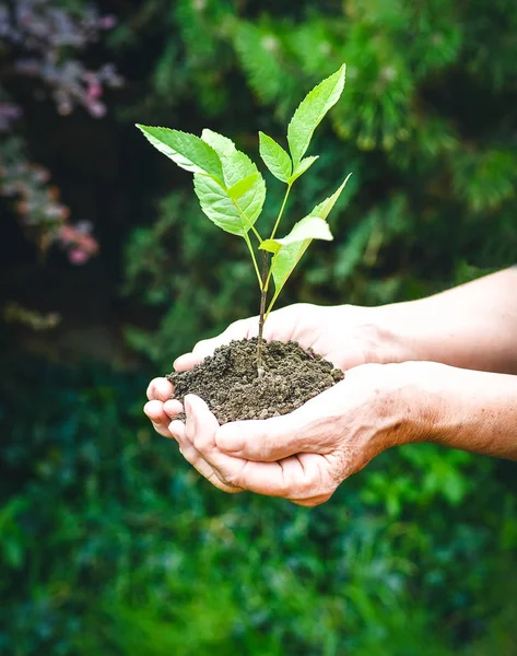 Old wrinkled hands holding a green young plant and earthy handful in sunlight, blurred green background. Elderly woman hands are planting the seedlings into the soil. World Environment Day, Ecology, life, Earth Day concept.