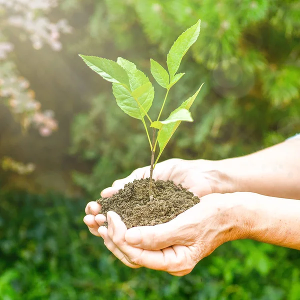 Old wrinkled hands holding a green young plant and earthy handful in sunlight, blurred green background. Elderly woman hands are planting the seedlings into the soil. World Environment Day, Ecology, life, Earth Day concept.