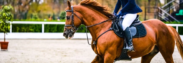 Horse and rider in uniform performing jump at show jumping competition. Horse horizontal banner for website header design. Equestrian sport background. Selective focus.