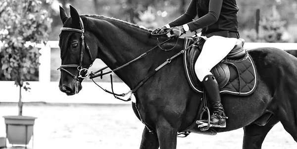 Beautiful girl on black horse in jumping show, equestrian sports, black and white. Horse and girl in uniform going to jump. Horizontal web header or banner design.