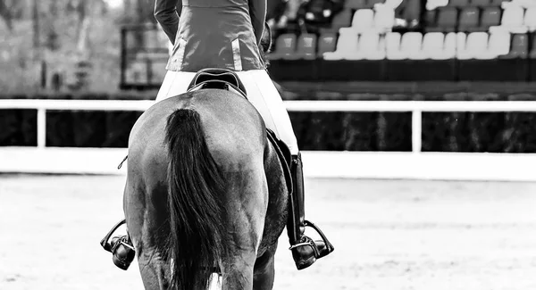 Horse and rider in uniform performing jump at show jumping competition, black and white. Horse horizontal banner for website header design. Equestrian sport background. Selective focus.