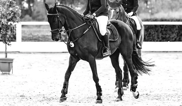 Beautiful girl on black horse in jumping show, equestrian sports,  black and white. Horse and girl in uniform going to jump. Two riders. Horizontal web header or banner design.