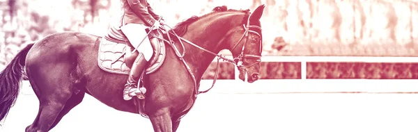 Beautiful girl on black horse in jumping show, equestrian sports, duotone, black and white. Horse and girl in uniform going to jump. Horizontal web header or banner design.